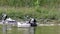 Two barnacle goose splashing in the water. Branta leucopsis