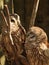 Two Barred owls