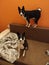 Two basenji dogs