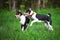 Two basenji puppies playing outdoors