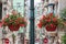 Two baskets of light-pink ipomoea flowers