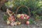Two baskets of natural organic ripe red heirloom delicious organic apples in late afternoon autumn light, healthy, diet friendly,