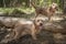 Two Basset Fauve de Bretagne dogs looking slightly away in the forest