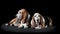 Two basset hound black background