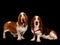 Two Basset Hounds