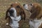 Two basset hounds friends