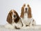 Two basset hounds side by side.