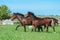 Two bay horses gallop alongside in the herd in the meadow.