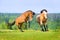 Two bay horses playing on the meadow