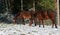 Two Bay Thoroughbred Horses Grazing in Snow