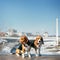 Two Beagle Dogs. Outdoor