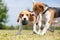 Two Beagle dogs playing
