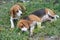 Two beagle dogs relax on the green grass after playing hard