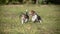 Two Beagle puppies play