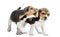 Two Beagles puppies playing together,