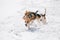 Two beagles running in snow