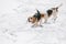 Two beagles running in snow