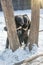 Two bear cubs playing in the snow, tall trees and gay cubs tumbling.