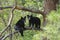 Two Bear Cubs Sitting on a Tree Branch