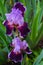 Two bearded irises in the garden after the spring rain.