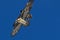Two bearded vultures in the sky