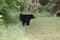 Two Bears in Cades Cove, GSMNP