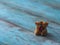 Two bears figure on wooden background. Macro shot