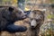 Two bears playing or fighting in the autumn forest. Danger animal in nature habitat. Big mammal