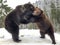 Two bears in the snow in the forest. Brown bears play together. Rehabilitation center for brown bears. Park