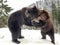 Two bears in the snow in the forest. Brown bears play together. Rehabilitation center for brown bears. Park