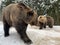 Two bears in the snow in the forest. Brown bears play together. Rehabilitation center for brown bears. Park