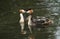 Two beautiful adult Great crested Grebe Podiceps cristatus one with their cute babies riding on its back swimming on a river