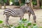 Two beautiful african striped zebra in the pasture, wildlife