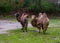 Two beautiful bactrian camels together in a pasture, Domesticated animals from Asia