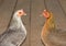 Two beautiful bantam hens in gold and silver, face to face