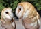 Two Beautiful Barn Owls