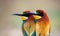 Two beautiful bee-eaters in love