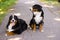 Two beautiful Berner Sennenhund, male and female on asphalt road