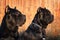 Two beautiful big black dog breed Italian Cane Corso