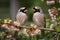 Two beautiful birds perched on flowering tree branch in forest