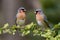 Two beautiful birds perched on flowering tree branch in forest