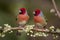 Two beautiful birds perched on flowering tree branch in forest