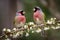 Two beautiful birds perched on flowering tree branch in forest