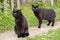 Two beautiful black bombay cat in nature