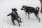 Two beautiful black and brown big dogs in brown leather collars are playing in snow in winter