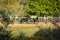 Two beautiful black horses, relaxing in their fenced-in corral, among trees, bushes, and plenty of grass, on a warm