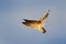 Two beautiful black and white bird with red bill fighting on blue sky. Duel on the air with African Skimmers, Rynchops flavirostri