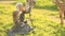 Two beautiful blondes in chamomile field on a background of horse