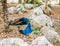 Two beautiful blue peacocks sitting on rocks