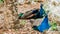 Two beautiful blue peacocks sitting on rocks